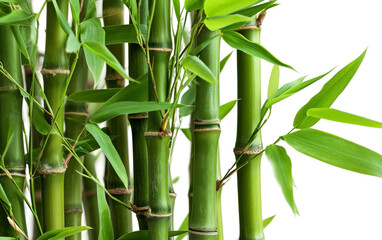 Fototapeta na wymiar Vibrant Bamboo Shoots on transparent background