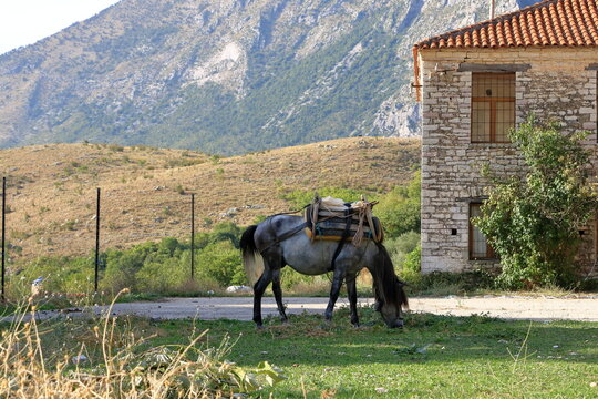 Horses Standing in Front of a House