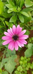 pink flower