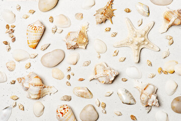 Pattern of various seashells on white background