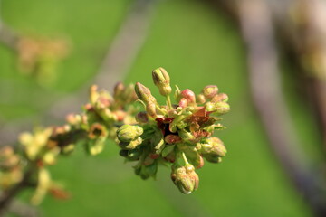 The branch of a blossoming tree. Cherry tree in white flowers in Germany