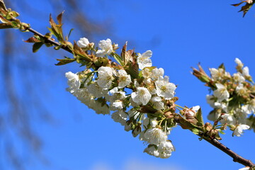 The branch of a blossoming tree. Cherry tree in white flowers in Germany