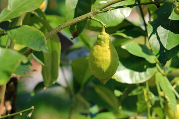 growing lemons on a branch close-up