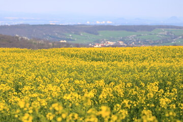 Spring landscape with yellow rapeseed field in Saxony, Germany