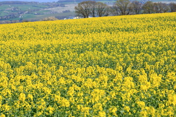 Spring landscape with yellow rapeseed field in Saxony, Germany