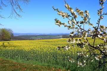 Panorama of rocks in the Saxon Switzerland Reserve in Germany