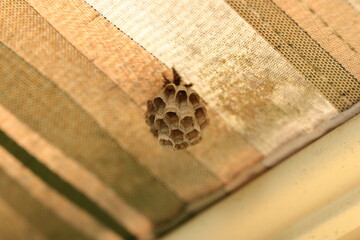 the wasp nest under an awning