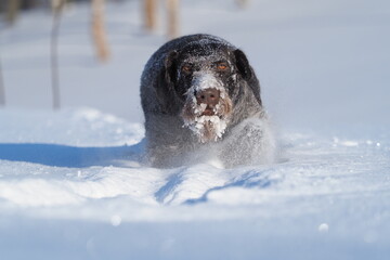 Portrait of a dog. German smooth-haired pointer in winter on the background of white snow.