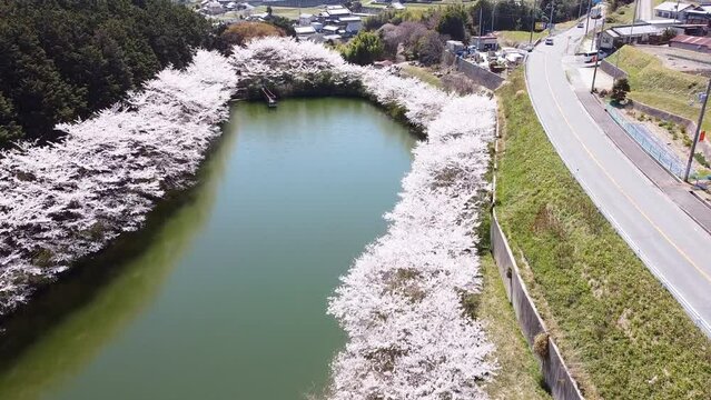 日本の桜をドローンで撮影