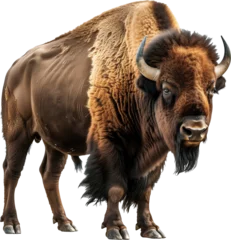 Foto auf Alu-Dibond Majestic Plains: The Powerful Presence of a Bison © 대연 김