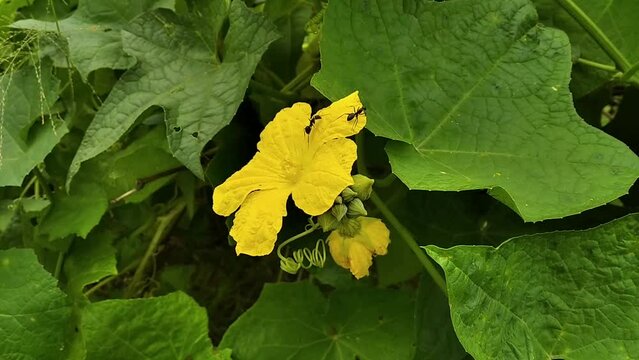 Calabash Yellow Bottle Gourd Flower with Ants on The Flower