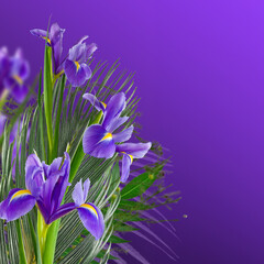 bouquet of irises on a purple background.