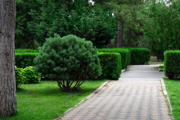 Summer green park with coniferous trees, bushes, hedge and stone tile path. Garden with landscape design. Thuja, spruce, fir. Landscaping.
