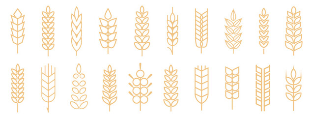 Wheat spike and rye ears collection. Set of black wheat icon. Barley spike or corn ear collection - obrazy, fototapety, plakaty