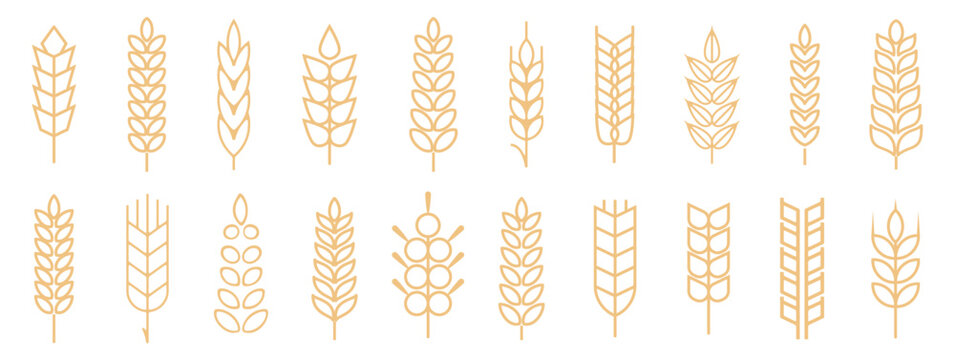 Wheat spike and rye ears collection. Set of black wheat icon. Barley spike or corn ear collection