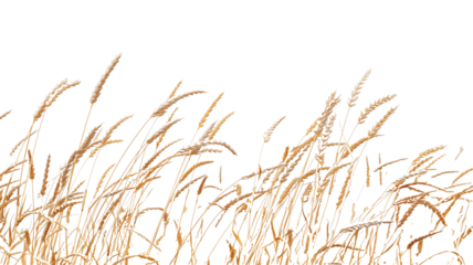 side view of a field of dry mature autumn spikelets of wheat, isolated on transparent background