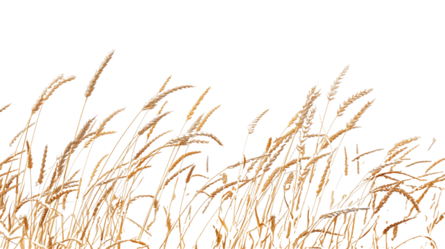 side view of a field of dry mature autumn spikelets of wheat, isolated on transparent background
