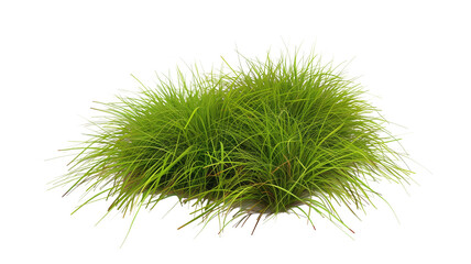 tussock of grass, isolated on transparent background