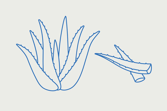 blue aloe vera plant outline drawing clip art preview