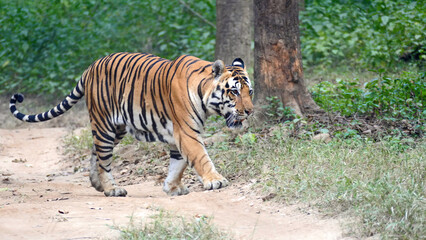 Tiger crossing the road Kanha NP