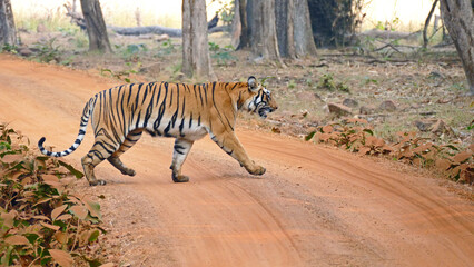 Tiger crossing the street Tadoba NP