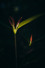 Obraz premium fine art lighting of leaves backlit 