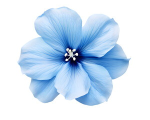 Blue flower isolated on transparent background