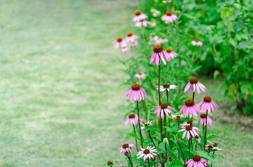 Obraz premium Pink flowers of Echinacea purpurea. Herbs