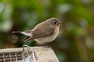 喫煙所にいるニシオジロビタキの雄