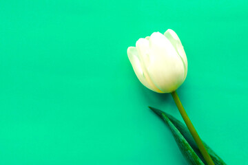 Single white tulip on bright green background, top view, copy space for the text.