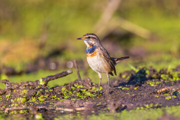Beautiful Bluethroat bird in the field.