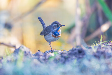 Beautiful Bluethroat bird in the field.