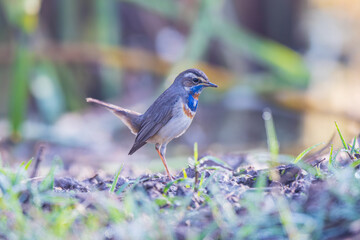 Beautiful Bluethroat bird in the field.
