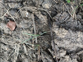 Cow dung, also known as cow pats, cow pies or cow manure, is the waste product of bovine animal species.