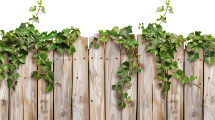 an old wooden fence overgrown with a weaving green ivy leaves, isolated on transparent background