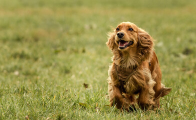 Hund im Spiel