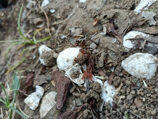 Clam is a common name for several kinds of bivalve molluscs. 