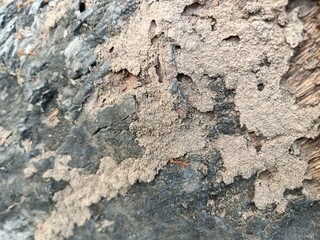 A picture of the bark of a tree.