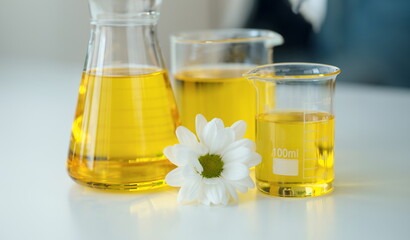 Chemical flasks with yellow cosmetic oil standing near white chamomile flower closeup. Production...