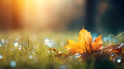 Fallen autumn leaves with dew in grass web banner. Autumn leaves with water drops closeup nature background. Golden autumn leaf in the grass in the sun  - Powered by Adobe