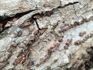 A picture of the bark of a tree.