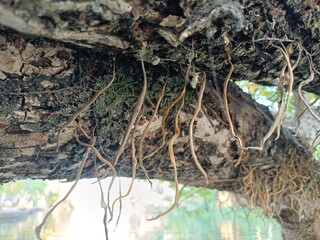 A picture of the bark of a tree.