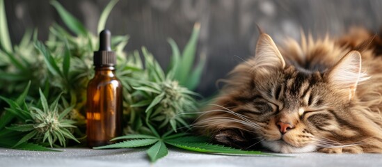 Peaceful cat resting next to a bottle of calming CBD, cute feline sleeping concept