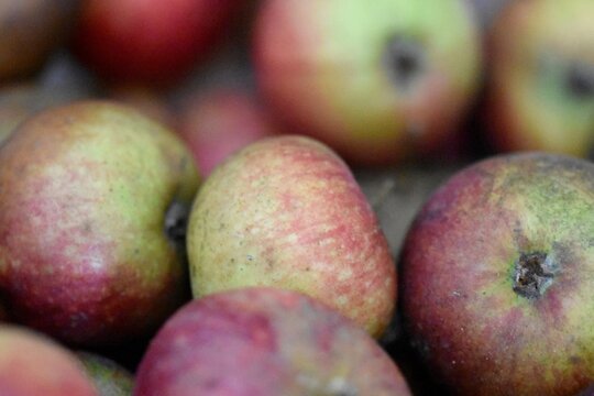 Harvested apples of the cultivar Ingrid Marie.