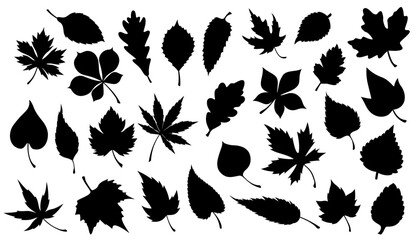 Leaf of plant or tree black silhouettes. Vector foliage of maple, oak and chestnut, birch, willow and sycamore, poplar, ash and aspen, nature, flora, ecology and greenery design - obrazy, fototapety, plakaty