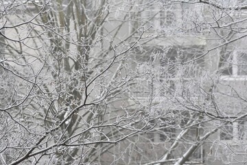 Hoarfrost on the branches of the trees on a cold winter's day.