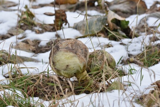 A wintery white cabbage field that has not been fully harvested. There are still some rotten heads of white cabbage in the field, as the extremely wet fall meant that they had to be harvested early.