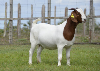 Boer female goat very awarded in Brazil. The Boer is a breed developed in South Africa.	