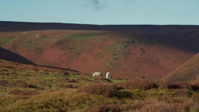 Wild ponies roaming the Long Mynd in Shropshire England