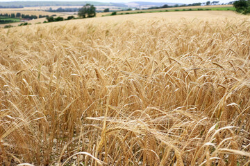 wheat field in the summer